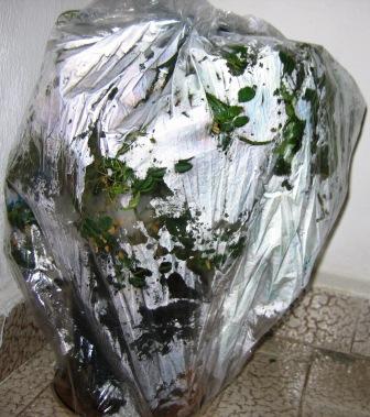 Name:  IMG_0185e.jpg
Views: 5740
Size:  34.5 KB