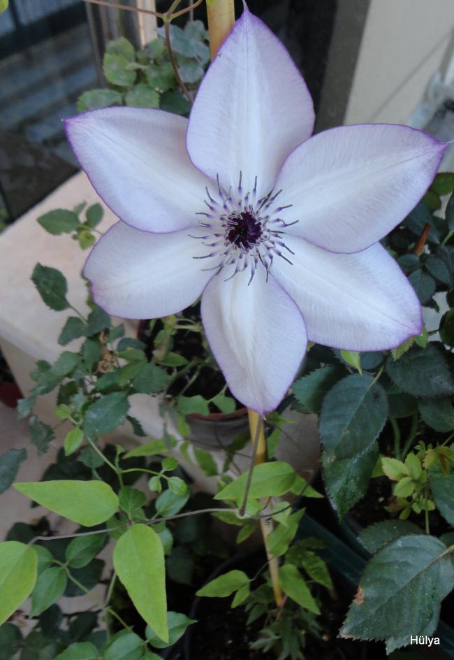 Name:  1-DSC00016.jpg
Views: 612
Size:  68.5 KB