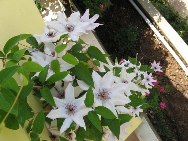 Name:  ccllm.jpg
Views: 642
Size:  57.3 KB
