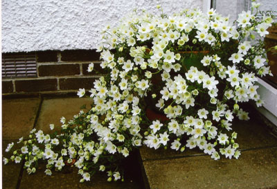 Name:  Clematis x Cartmanii Joe.jpg
Views: 962
Size:  53.3 KB