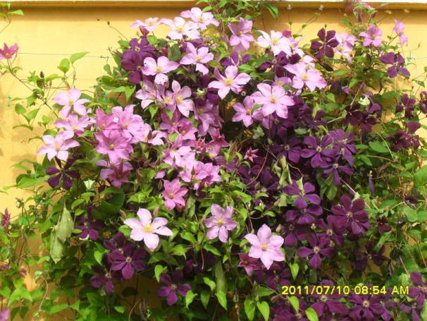 Name:  125.jpg
Views: 1014
Size:  71.7 KB