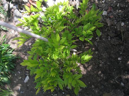 Name:  morsalkm.JPG
Views: 3087
Size:  54.6 KB
