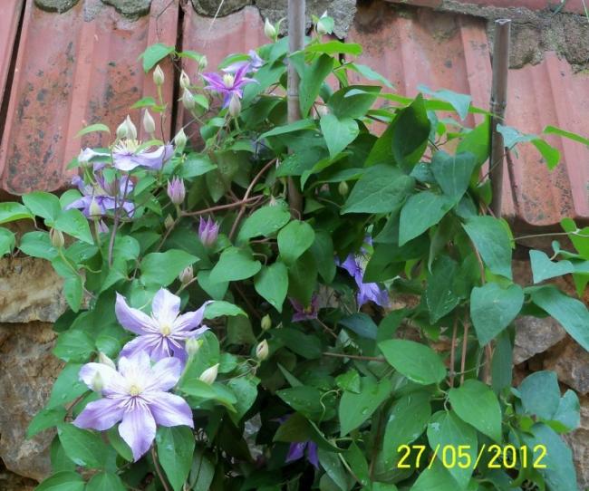 Name:  100_4161.jpg
Views: 473
Size:  67.1 KB