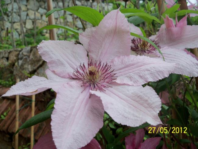 Name:  100_4139.jpg
Views: 456
Size:  47.9 KB