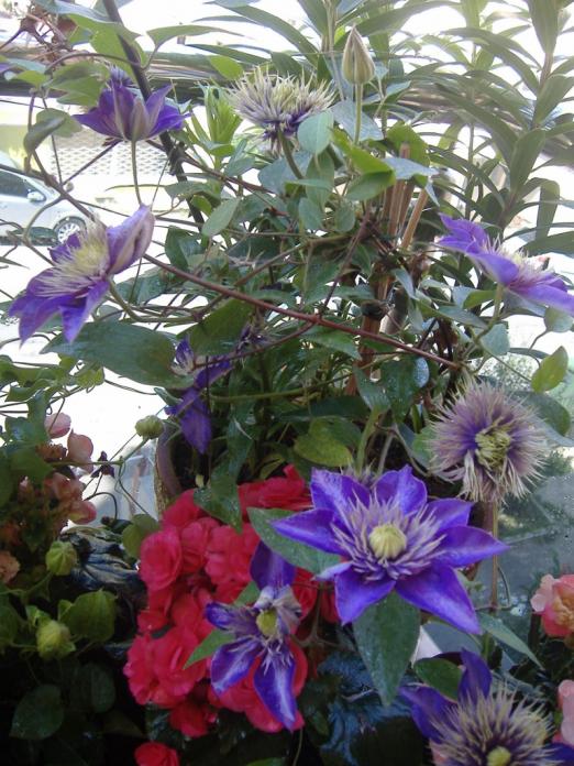 Name:  clematis (768x1024).jpg
Views: 892
Size:  77.5 KB