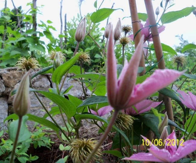 Name:  100_5248.jpg
Views: 475
Size:  68.2 KB