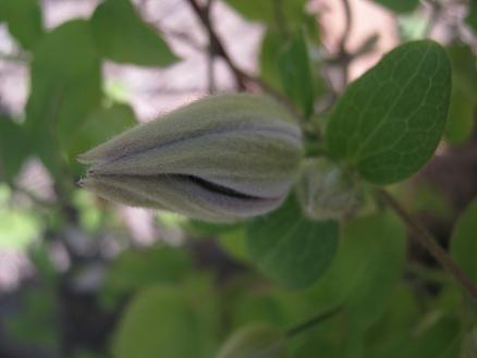 Name:  piilu.JPG
Views: 776
Size:  27.7 KB