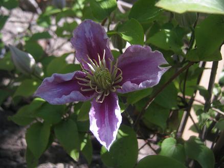 Name:  piilu2.JPG
Views: 799
Size:  38.1 KB