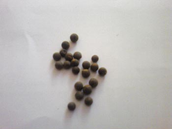 Name:  Photo-0079.jpg
Views: 11021
Size:  17.2 KB