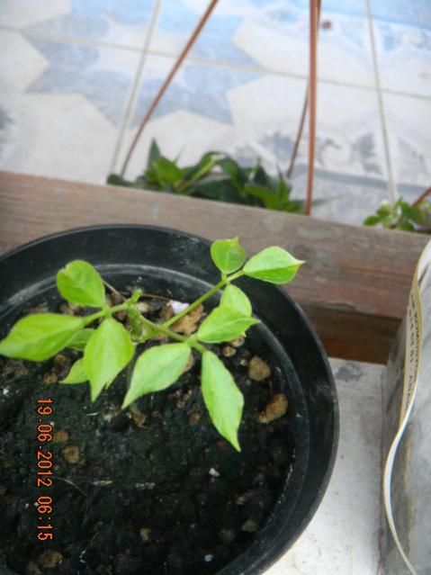 Name:  DSCN1546.jpg
Views: 803
Size:  38.6 KB