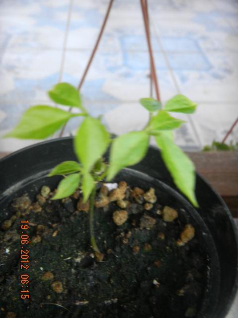 Name:  DSCN1545.jpg
Views: 1048
Size:  31.9 KB