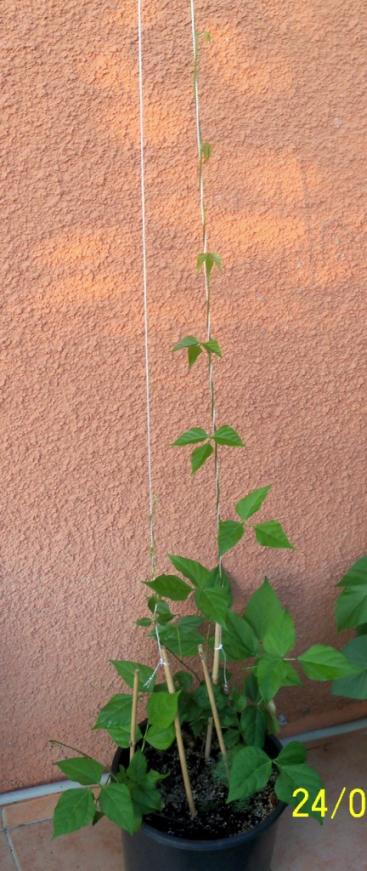 Name:  100_7093.jpg
Views: 1013
Size:  61.3 KB