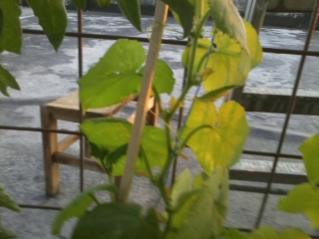Name:  2012-06-29 20.25.42.jpg
Views: 859
Size:  13.0 KB