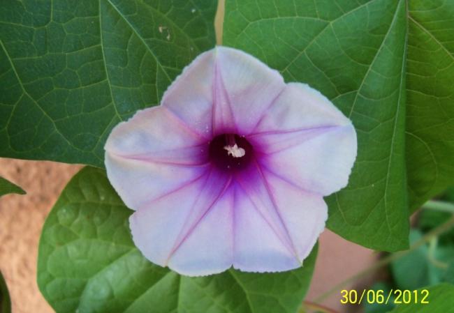 Name:  100_7654.jpg
Views: 807
Size:  31.8 KB