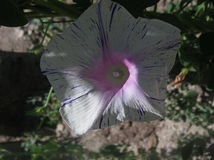 Name:  sabah s..JPG
Views: 882
Size:  35.5 KB