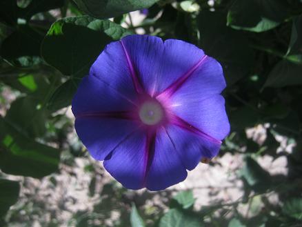 Name:  sabah s.1.JPG
Views: 850
Size:  34.9 KB