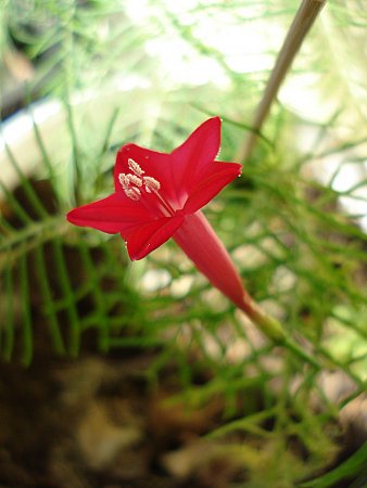 Name:  DSC07093.jpg
Views: 971
Size:  28.6 KB