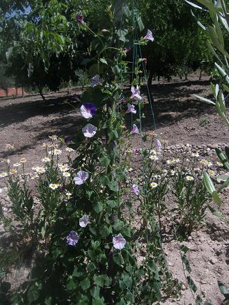 Name:  sabah sefas.JPG
Views: 835
Size:  59.3 KB
