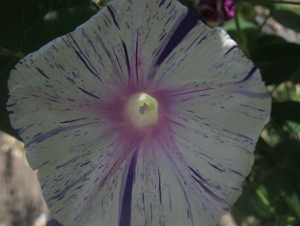 Name:  sabah s.1.JPG
Views: 779
Size:  33.2 KB