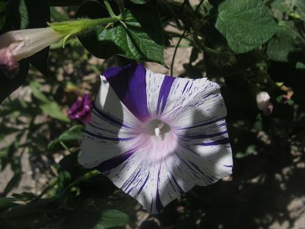 Name:  sabah s.2.JPG
Views: 756
Size:  38.6 KB