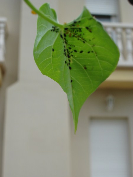 Name:  afid (2).jpg
Views: 915
Size:  26.6 KB