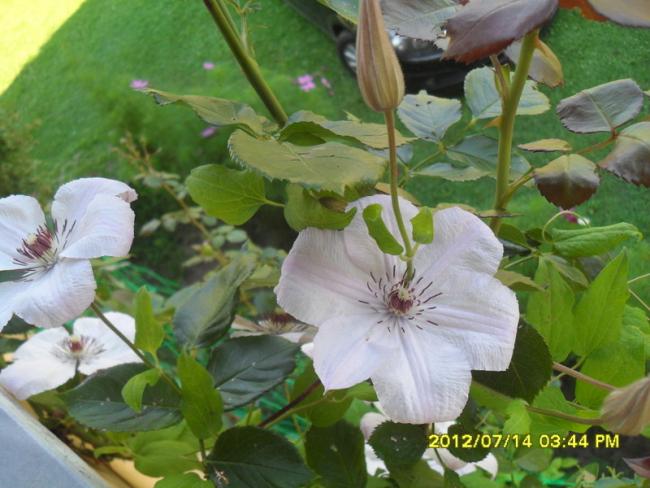 Name:  023.jpg
Views: 673
Size:  49.0 KB