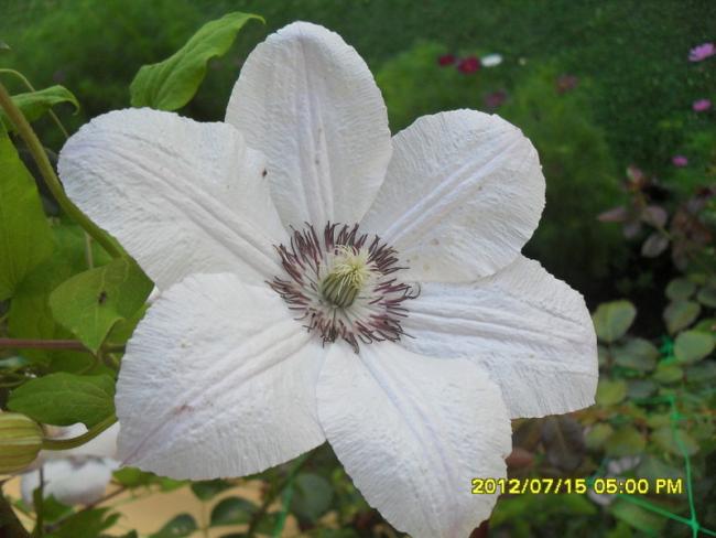 Name:  035.jpg
Views: 687
Size:  40.5 KB