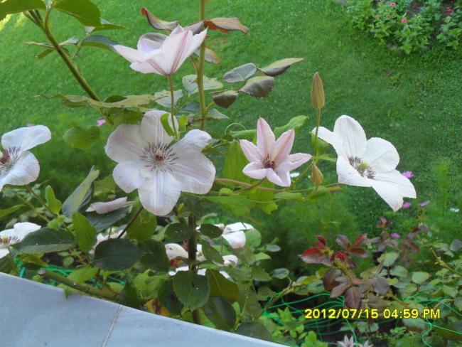 Name:  033.jpg
Views: 713
Size:  58.6 KB
