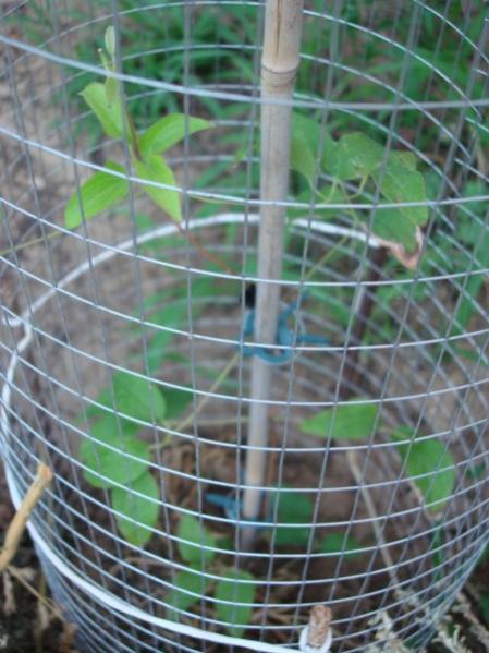Name:  clematis vine (450 x 600).jpg
Views: 970
Size:  47.3 KB