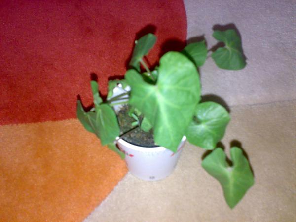 Name:  100320081566.jpg
Views: 1506
Size:  31.4 KB