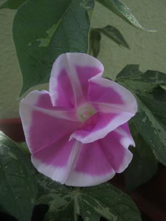 Name:  sabah s..JPG
Views: 949
Size:  23.0 KB