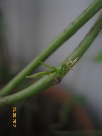Name:  selluka1.JPG
Views: 968
Size:  15.8 KB