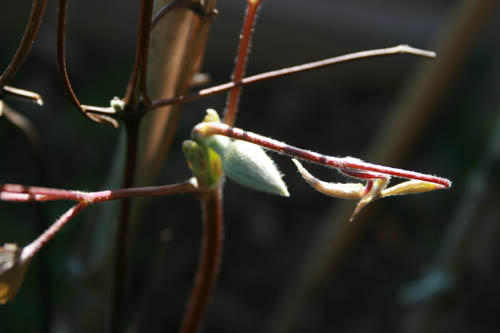 Name:  IMG_0508.JPG
Views: 2259
Size:  34.9 KB