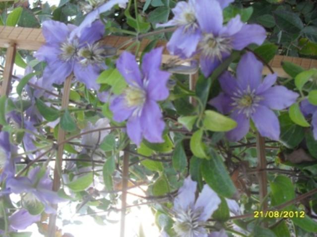 Name:  010.jpg
Views: 934
Size:  44.0 KB