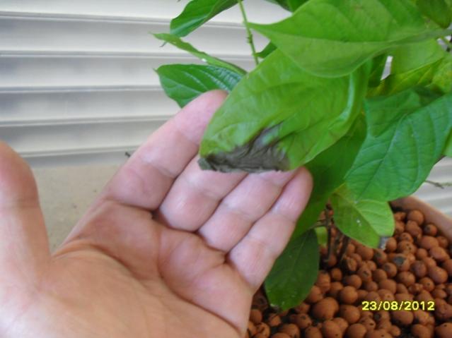 Name:  007.jpg
Views: 986
Size:  32.4 KB
