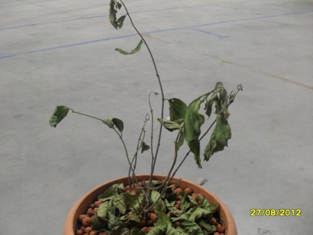 Name:  012.jpg
Views: 1054
Size:  28.3 KB
