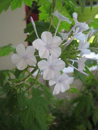 Name:  m. yasemin.JPG
Views: 1917
Size:  28.6 KB