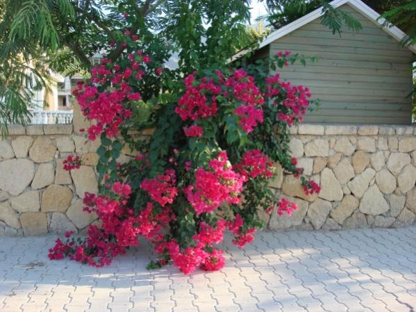 Name:  pink pink pink.jpg
Views: 1901
Size:  58.5 KB