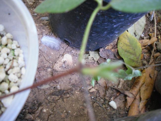 Name:  SDC15365 copy.jpg
Views: 1013
Size:  46.3 KB