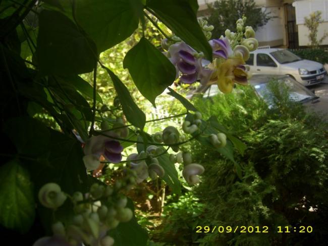 Name:  DSCI0090 (Medium).jpg
Views: 694
Size:  46.6 KB