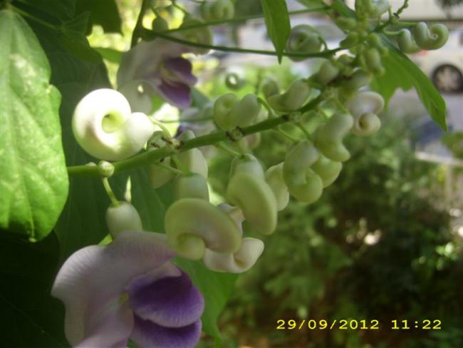 Name:  DSCI0095 (Medium).jpg
Views: 731
Size:  35.0 KB