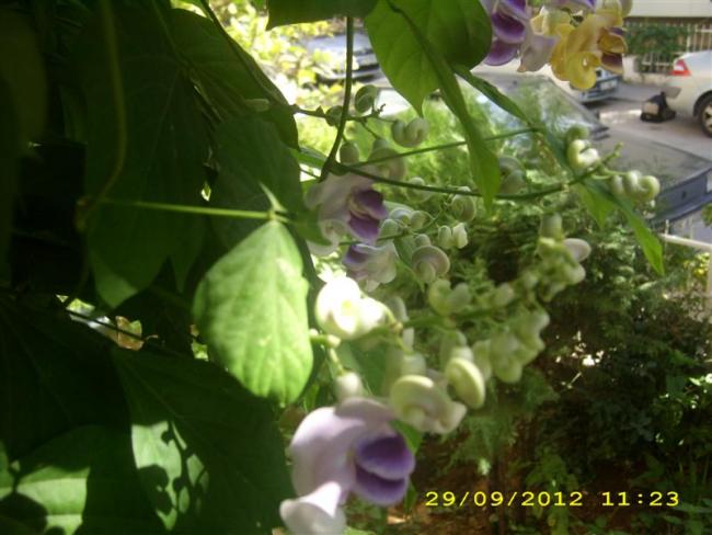 Name:  DSCI0097 (Medium).jpg
Views: 773
Size:  43.5 KB