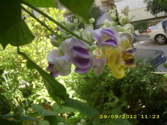Name:  DSCI0098 (Medium).jpg
Views: 701
Size:  49.8 KB