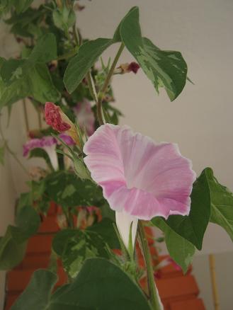 Name:  pembe.JPG
Views: 849
Size:  24.0 KB