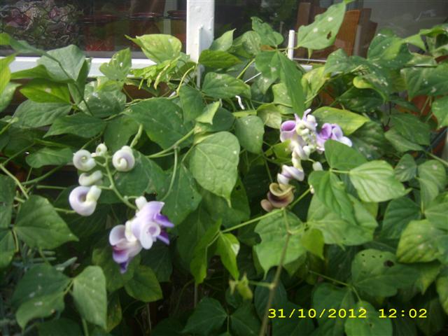 Name:  DSCI0203 (Small).JPG
Views: 982
Size:  53.0 KB