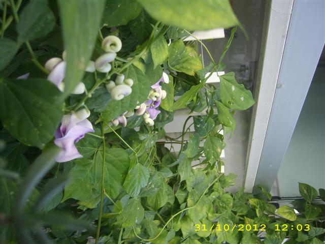 Name:  DSCI0206 (Small).JPG
Views: 1255
Size:  50.8 KB