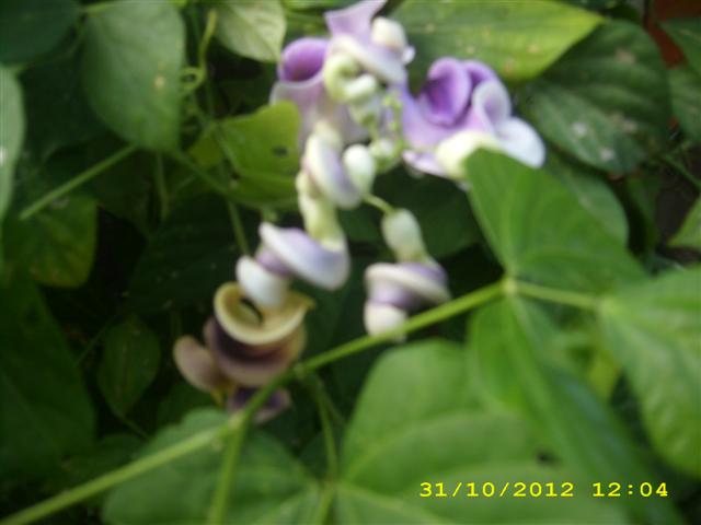 Name:  DSCI0210 (Small).JPG
Views: 968
Size:  36.4 KB