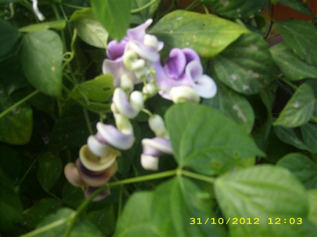 Name:  DSCI0204 (Small).JPG
Views: 1024
Size:  37.8 KB