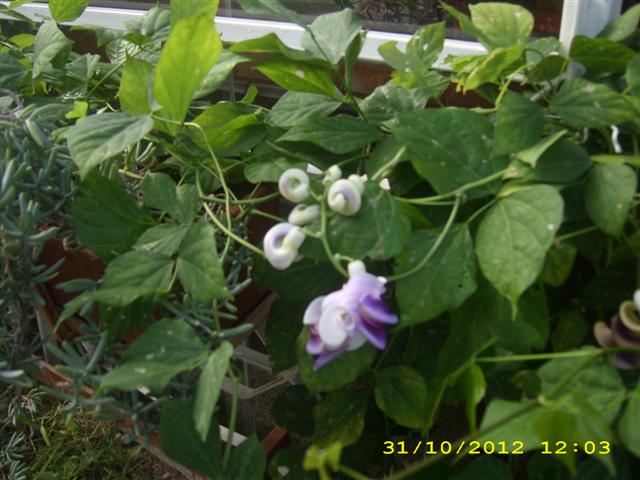 Name:  DSCI0205 (Small).JPG
Views: 936
Size:  51.8 KB