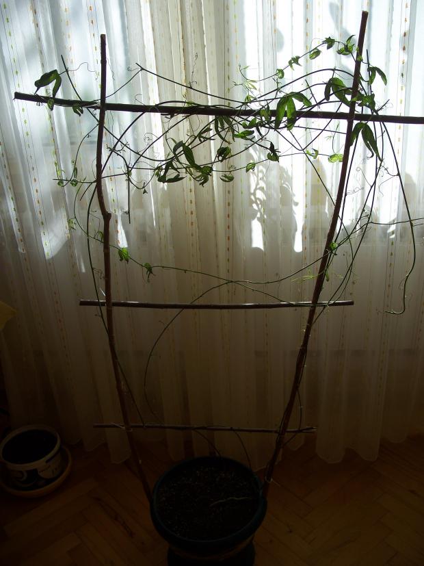Name:  100_6794.jpg
Views: 880
Size:  71.0 KB